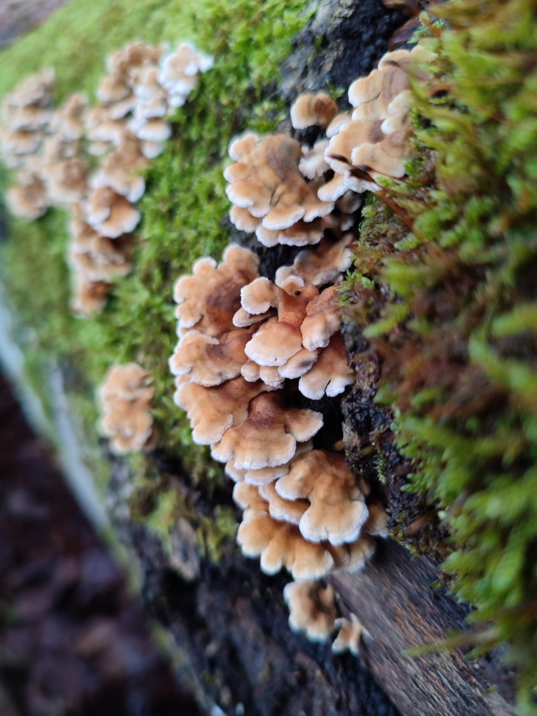 Plicatura crispa