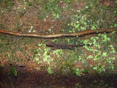 Gonatodes annularis