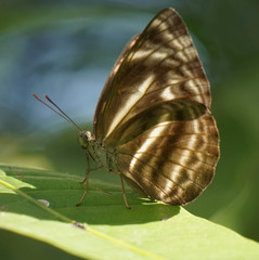 Neptis harita