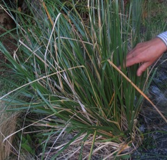 Chionochloa flavescens