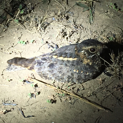 Caprimulgus longipennis