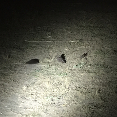 Caprimulgus longipennis