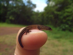Chatogekko amazonicus