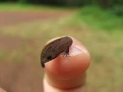 Chatogekko amazonicus