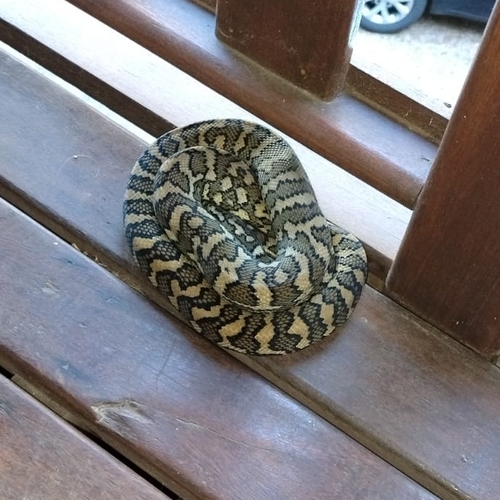 Coastal Carpet Python sighting