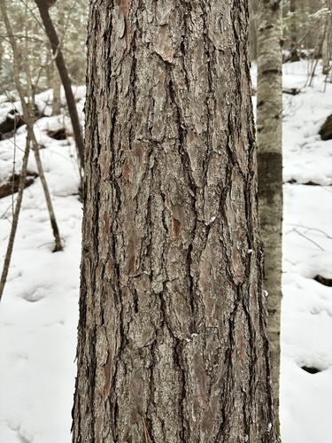 Pinus koraiensis, photograph 4