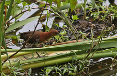 Laterallus albigularis