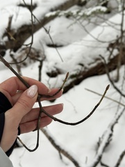 Acer tegmentosum, photograph (c) Tatyana Petrenko, some rights reserved (CC BY)