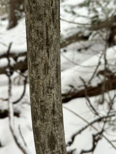Manchurian Striped Maple (Acer tegmentosum)