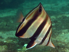 Chelmonops truncatus