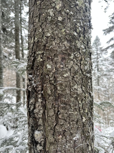 Jezo Spruce (Picea jezoensis)