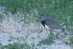 Vanellus chilensis