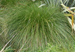 Carex secta