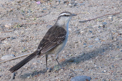 Mimus saturninus