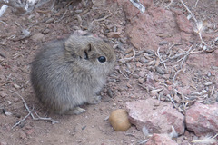 Microcavia australis