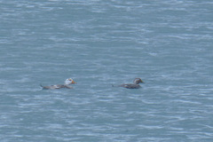 Tachyeres leucocephalus