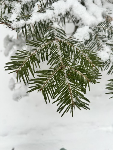 Khingan fir (Abies nephrolepis)
