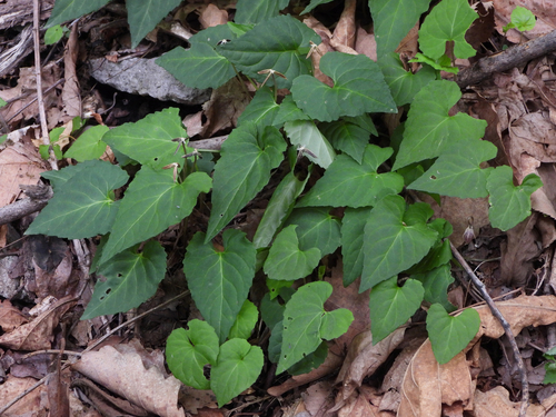 Viola tokubuchiana iNat (2)