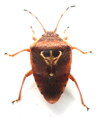 Eupolemus angularis