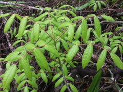 Commiphora pervilleana