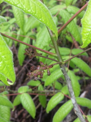Commiphora pervilleana