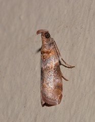 Calguia defiguralis