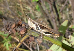 Catantopsis malagassus