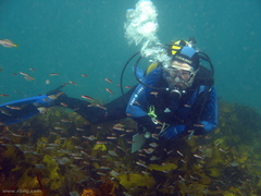 Trachinops taeniatus