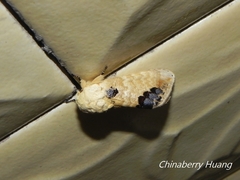 Phalera flavescens