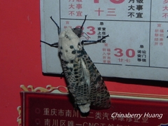 Zeuzera multistrigata