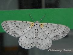 Percnia