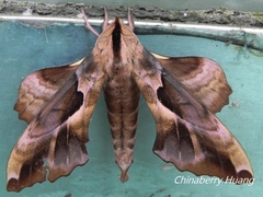 Phyllosphingia dissimilis
