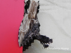 Dudusa sphingiformis