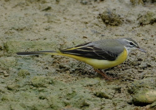 Grey Wagtail