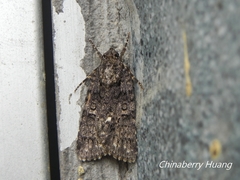 Acronicta rumicis