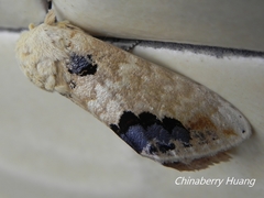 Phalera flavescens