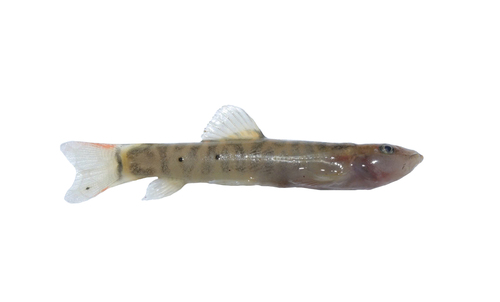 Dalat loach (Schistura dalatensis) — Nemacheilidae