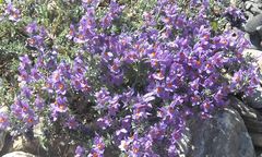 Linaria alpina alpina