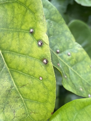 Unknown species found near S Lyons Rd, Coconut Creek, FL, US