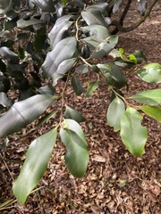 Diospyros australis