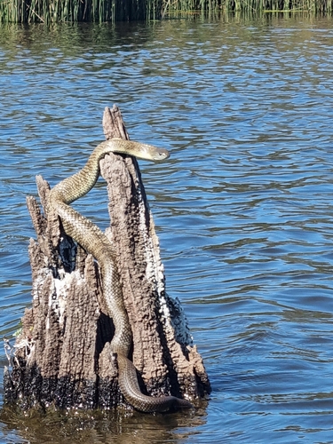 Tiger Snakes sighting