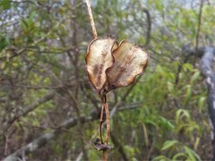 Dioscorea pteropoda image