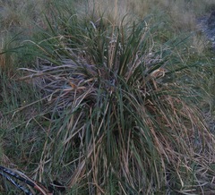 Chionochloa flavescens