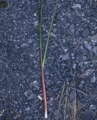 Chionochloa flavescens