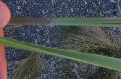 Chionochloa flavescens