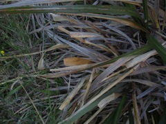 Chionochloa flavescens