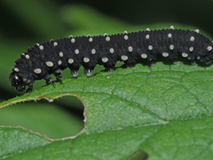 Athalia scutellariae