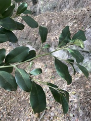 Diospyros australis