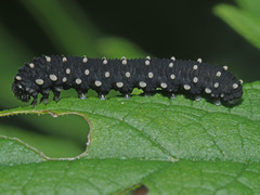 Athalia scutellariae