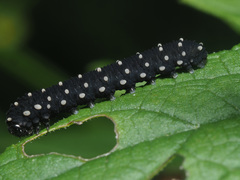 Athalia scutellariae